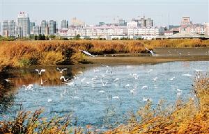 銀川國家濕地公園