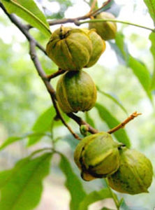 Carya cathayensis