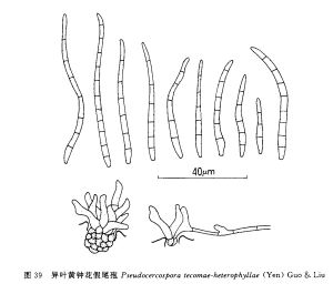 異葉黃鐘花假尾孢