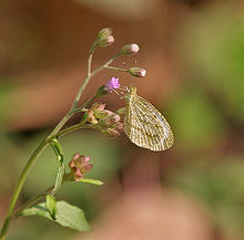 Psyche (Leptosia nina) on a Ash Fleabane or Little ironweed (Vernonia cinerea)，攝於印度西孟加拉邦的加爾各答。