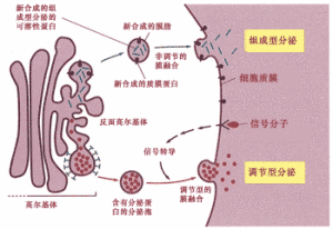 分泌蛋白的形成