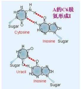 擺動假說