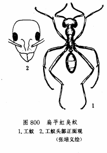 扁平虹臭蟻工蟻