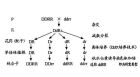 單倍體育種圖解