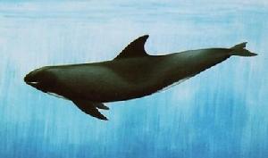 （圖）瓜頭鯨