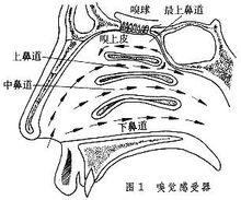 嗅覺感受器