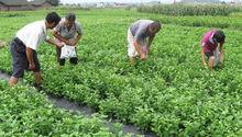 圖2 犍為茉莉花基地