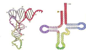 tRNA