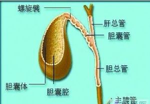 老年人膽囊炎