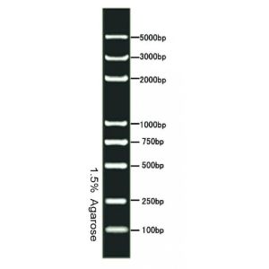 DNA Marker