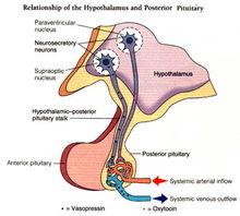 下丘腦(垂體後葉)