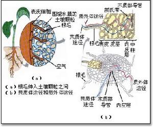 植物生理生態學