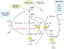 圖1 葉酸新陳代謝