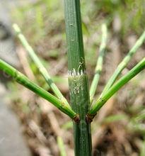 植株 (木賊科)