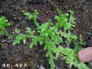 顧餘興原創《鋪地蜈蚣》攝影圖冊