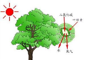 photosynthesis