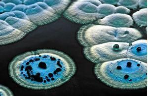大孢子鏈黴菌