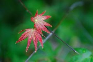 瘦果川甘槭（變種）