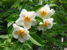 日本半萼紫莖（Stewartia pseudocamellia）