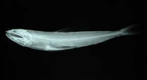 花斑狗母魚X光照片