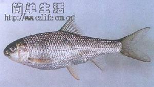 高體白甲魚