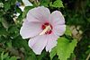 Hibiscus Syriacus.JPG