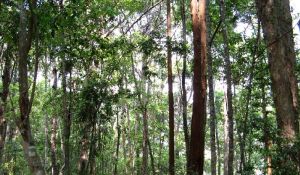 萬木林自然保護區