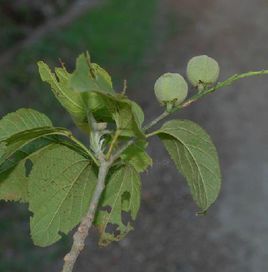 雲南巴豆（原變種）