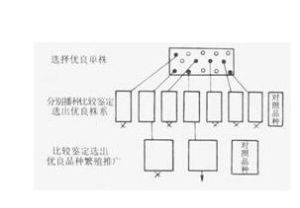 單株選擇法