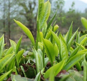 餘姚瀑布茶