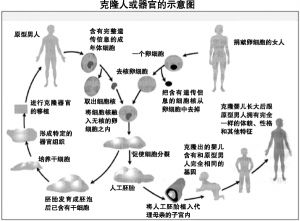 複製人