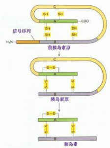 C肽[C-Peptide]