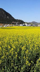 大黑山腳油菜花