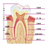 牙齒經絡學說