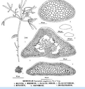 鶯歌海擬雞毛菜