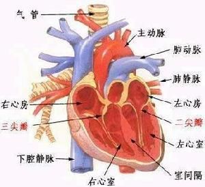 左心室-右心房溝通