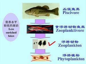 經典生物操縱示意圖