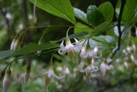 朝鮮白連翹[AbeliophyllUm distichum Nakai.]