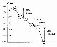 呼吸鏈中電子對傳遞時自由能的變化