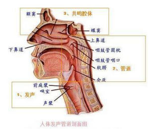 咽喉良性腫瘤