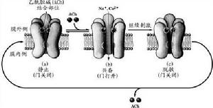 門控離子通道