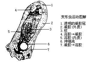 變形蟲