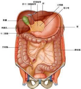 肝十二指腸韌帶