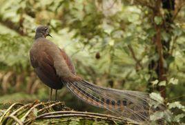 琴鳥[鳥綱琴鳥科物種]