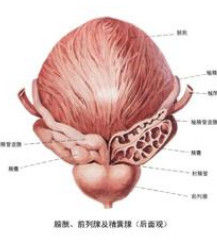 膀胱刺激征