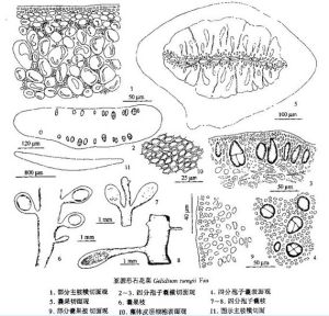 亞圓形石花菜