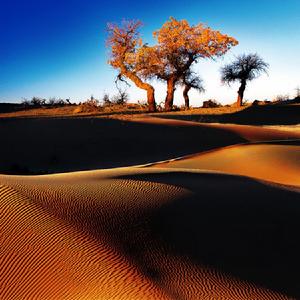 亞瑪雷克沙漠
