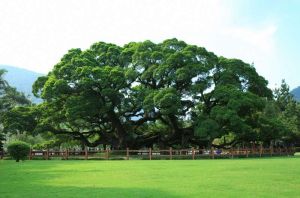 南山植物園