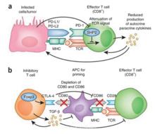 Ipilimumab