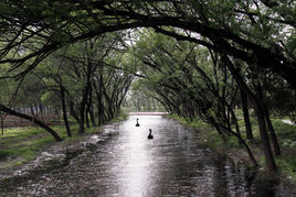 北京市翠湖濕地公園